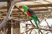 /album/fotogalerie-zoo-ohrada-hluboka-nad-vltavou/papousek-cervenokridly-jpg/